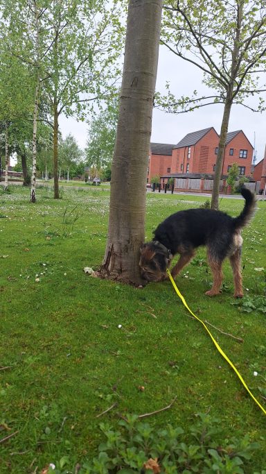 Black Border Terrier Sniffing A Tree