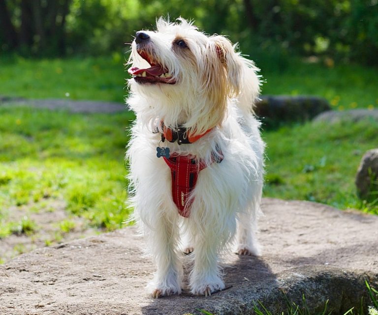 Jackapoo standing on a rock