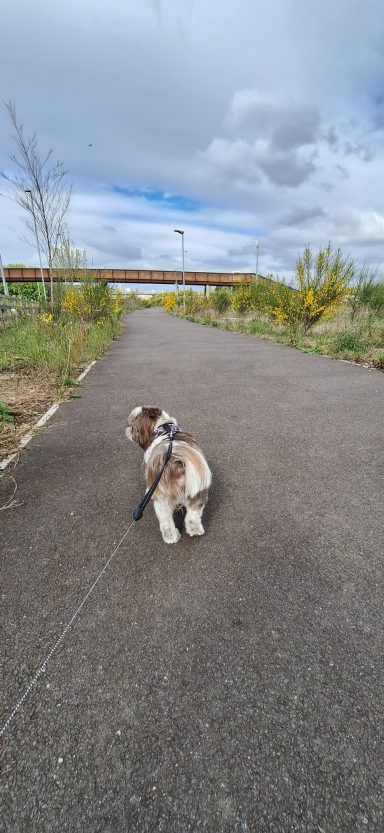 Brown Shih Tzu Walking On A Flexi Lead