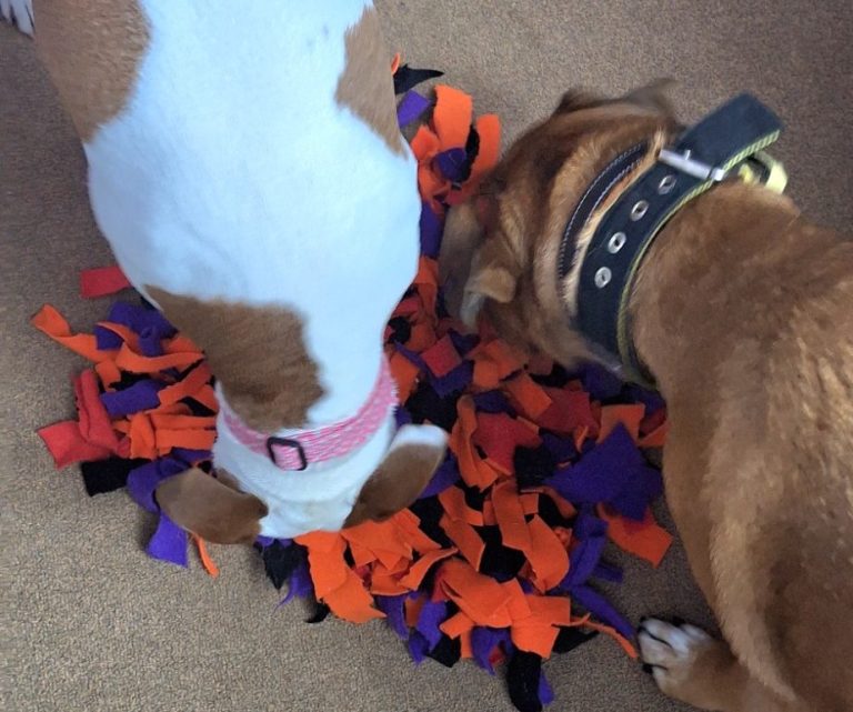 Two dogs share a colourful snuffle mat