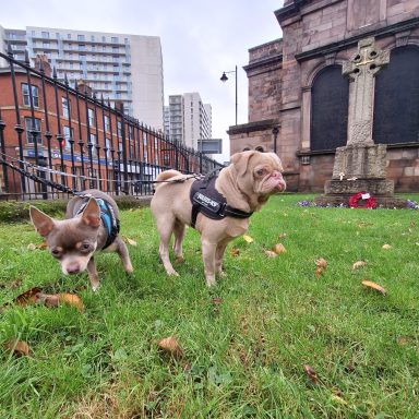 Two Small Dogs Standing Together In A Park