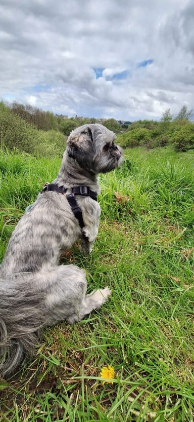 Grey Shih Tzu sitting on a hill and observing