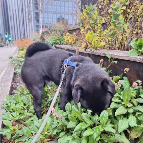 pug crossbreed has head inside a bush